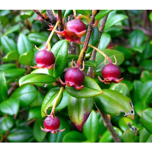 Eetbare tuin-edible garden Ugni molinae - Chilean guava