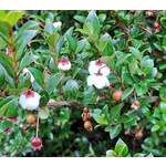 Eetbare tuin-edible garden Ugni molinae - Goyavier du Chili
