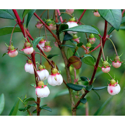 Eetbare tuin-edible garden Ugni molinae - Chilean guava