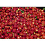 Eetbare tuin-edible garden Ugni molinae - Goyavier du Chili