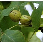 Eetbare tuin-edible garden Carya laciniosa - Shellbark hickory