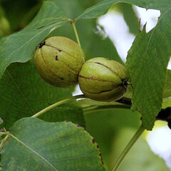 Eetbare tuin-edible garden Carya laciniosa - Shellbark hickory
