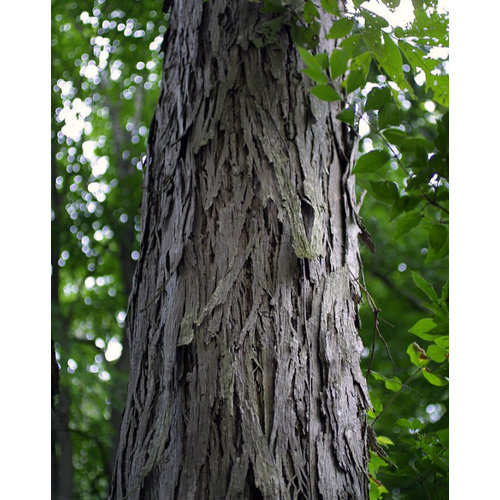Eetbare tuin-edible garden Carya laciniosa - Shellbark hickory