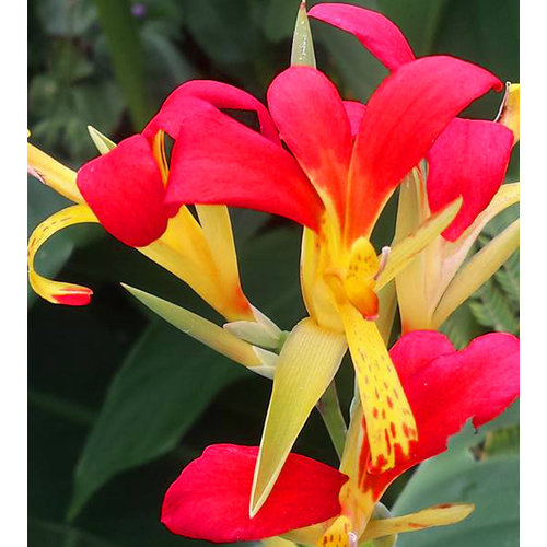 Bloemen-flowers Canna brasiliensis