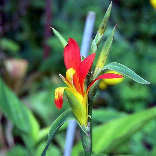 Bloemen-flowers Canna brasiliensis
