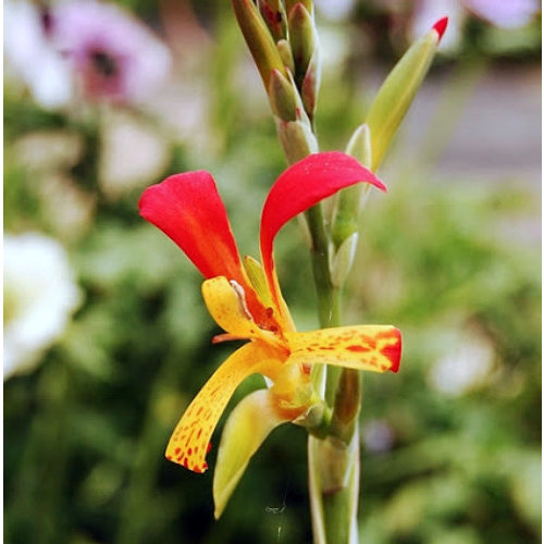 Bloemen-flowers Canna brasiliensis