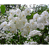 Bomen-trees Halesia carolina - Carolina Silverbell