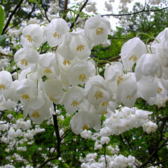 Bomen-trees Halesia carolina - Sneeuwklokjesboom