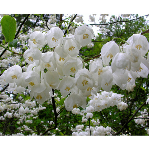 Bomen-trees Halesia carolina - Carolina Silverbell