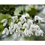 Bomen-trees Halesia carolina - Carolina Silverbell