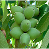 Eetbare tuin-edible garden Juglans ailantifolia Cordiformis - Echte Hartnoot