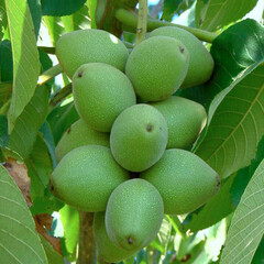 Eetbare tuin-edible garden Juglans ailantifolia Cordiformis - Heartseed Walnut