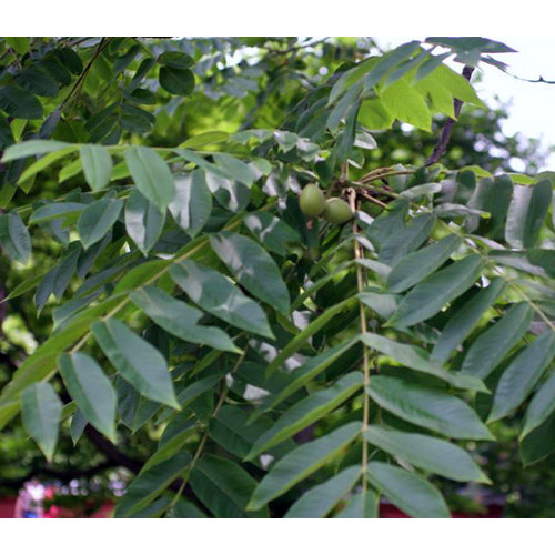 Eetbare tuin-edible garden Juglans ailantifolia Cordiformis - Heartseed Walnut