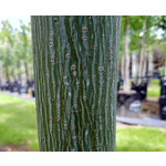 Bomen-trees Acer capillipes - Snake bark maple