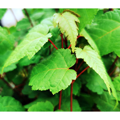 Bomen-trees Acer capillipes - Snake bark maple