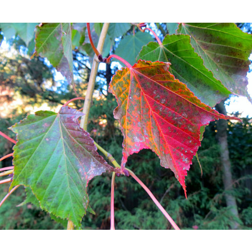 Bomen-trees Acer capillipes - Snake bark maple