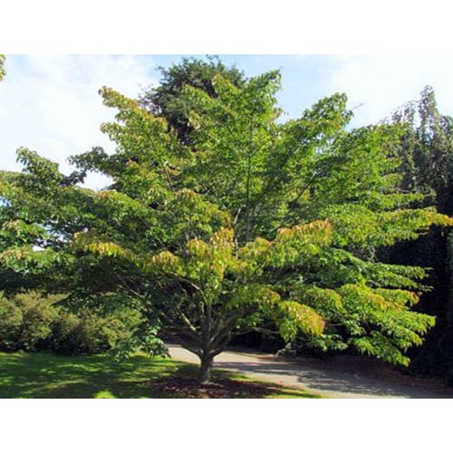 Bomen-trees Acer capillipes - Snake bark maple