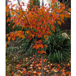 Bomen-trees Acer capillipes - Snake bark maple