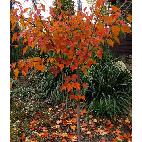 Bomen-trees Acer capillipes - Snake bark maple