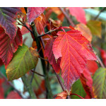 Bomen-trees Acer capillipes - Snake bark maple