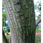 Bomen-trees Acer capillipes - Slangenhuidesdoorn