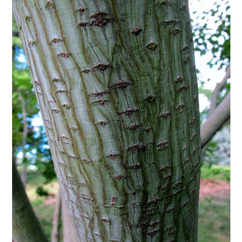 Bomen-trees Acer capillipes - Snake bark maple