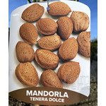 Eetbare tuin-edible garden Prunus dulcis - Amandier