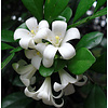 Bloemen-flowers Murraya paniculata - Bois jasmin