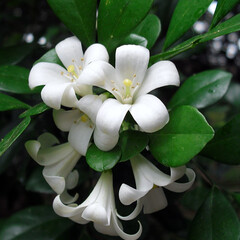 Bloemen-flowers Murraya paniculata - Orange jasmine