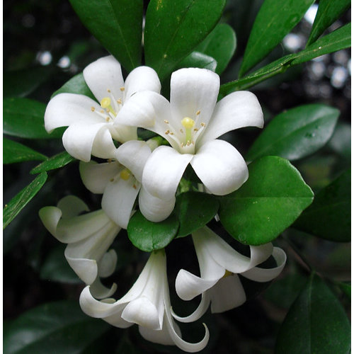 Bloemen-flowers Murraya paniculata - Oranje jasmijn