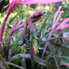 Bloemen-flowers Billbergia nutans - Larmes de la Reine
