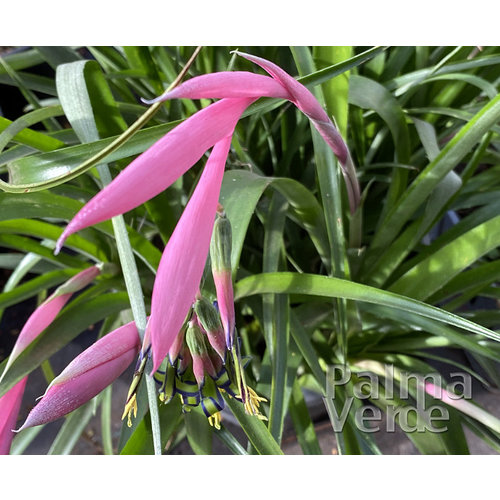 Bloemen-flowers Billbergia nutans - Queens tears