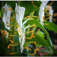 Bloemen-flowers Globba winitii White Dragon