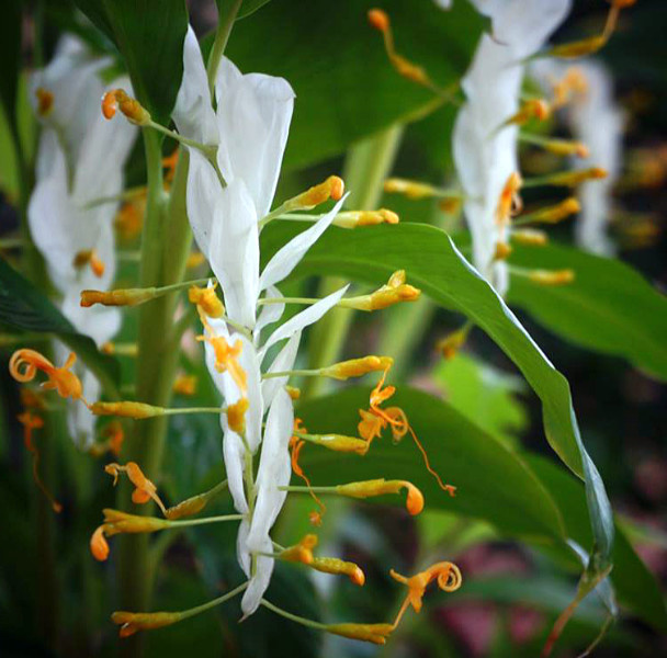 Globba winitii White Dragon - Palma Verde Exoten