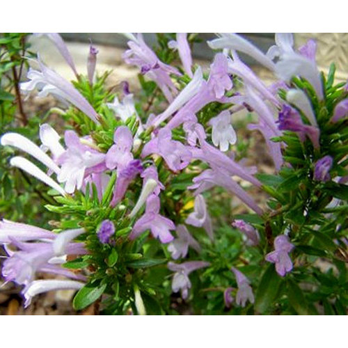 Bloemen-flowers Poliomintha longiflora - Mexican oregano