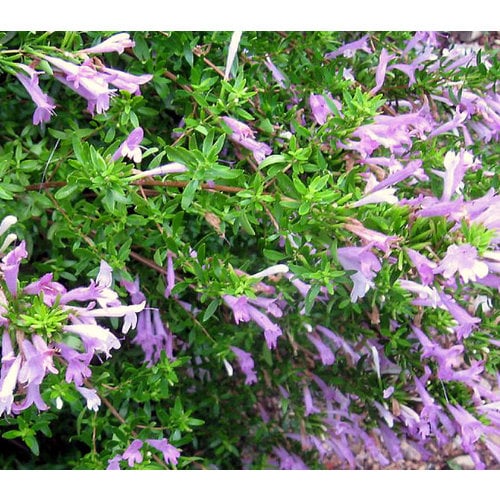 Bloemen-flowers Poliomintha longiflora - Mexican oregano