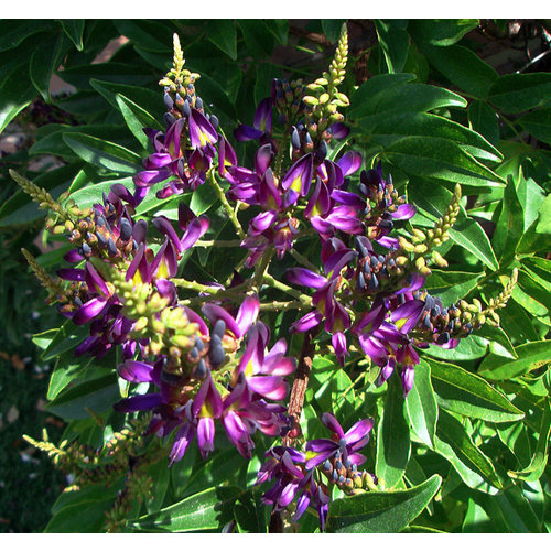 Bloemen-flowers Millettia japonica Satsuma