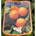 Eetbare tuin-edible garden Citrus limetta rossa di Rangpur - Oranje limoen
