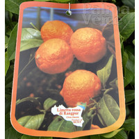 Eetbare tuin-edible garden Citrus limetta rossa di Rangpur - Limette de Rangpur