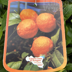 Eetbare tuin-edible garden Citrus limetta rossa di Rangpur - Oranje limoen