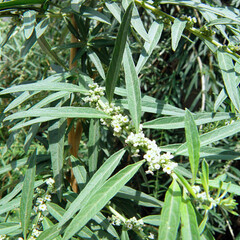 Bloemen-flowers Lippia polystachya - Argentijnse muntverbena