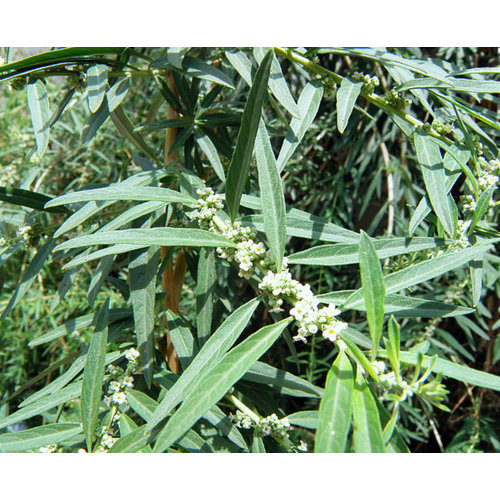 Bloemen-flowers Lippia polystachya - Argentine mint verbena