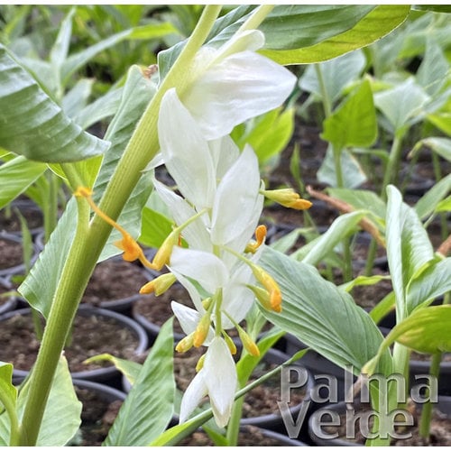 Bloemen-flowers Globba winitii White Dragon