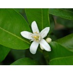 Eetbare tuin-edible garden Citrus Arancio Rosso - Orange sanguine
