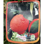 Eetbare tuin-edible garden Citrus Arancio Rosso - Bloedsinaasappel