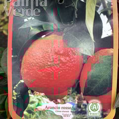 Eetbare tuin-edible garden Citrus Arancio Rosso - Bloedsinaasappel