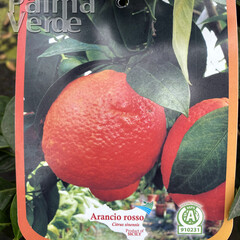 Eetbare tuin-edible garden Citrus Arancio Rosso - Orange sanguine