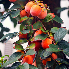 Eetbare tuin-edible garden Diospyros virginiana - American persimmon