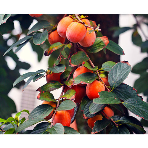 Eetbare tuin-edible garden Diospyros virginiana - American persimmon