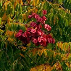 Bomen-trees Koelreuteria bipinnata - Arbre de pluie dorée de Chine